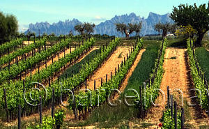 Pictures Wine Tours Barcelona.  Torres Winery near Barcelona