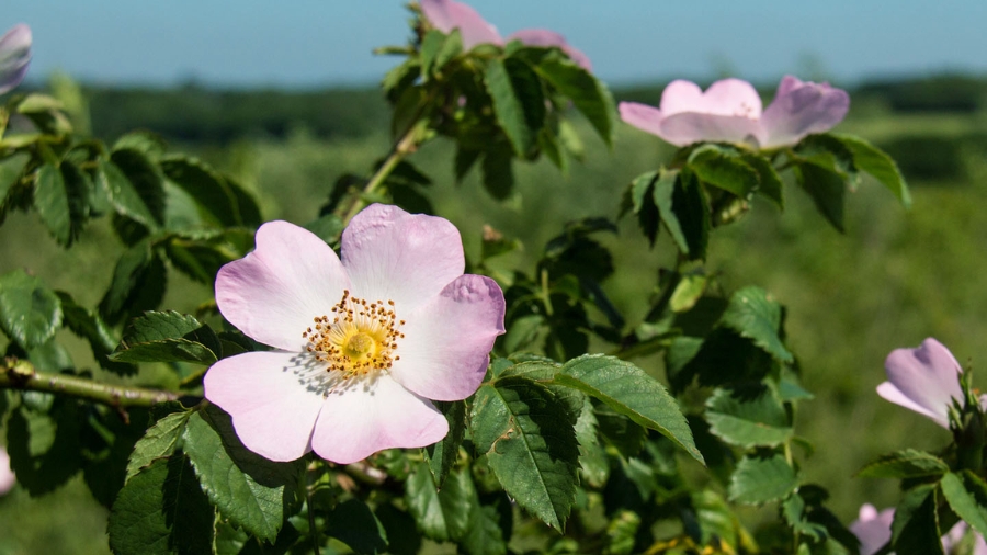 dog_rose_bush_andorra