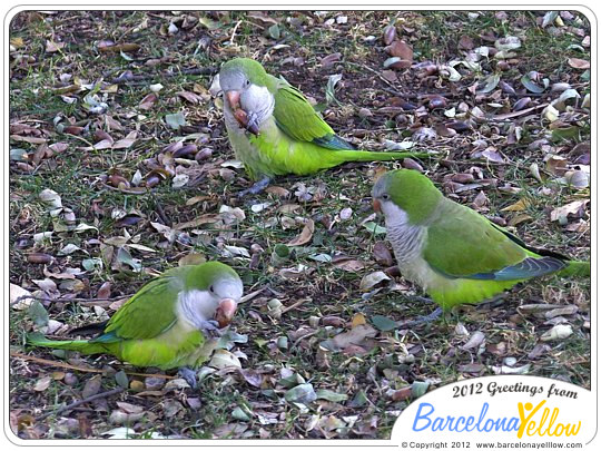 Green parrots Barcelona are called Monk parakeets