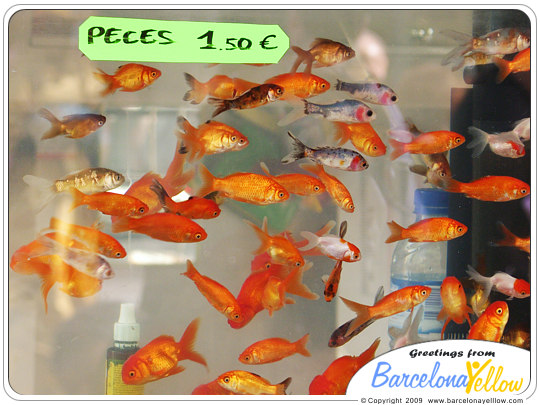 Fish tank La Rambla pet stall