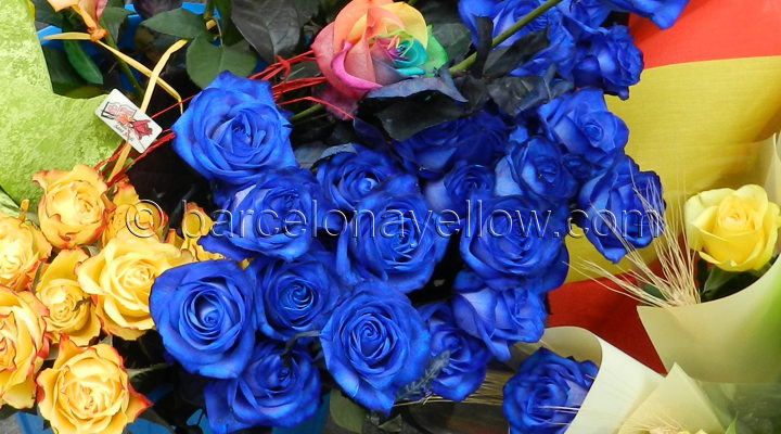 blue_roses_sant_jordi