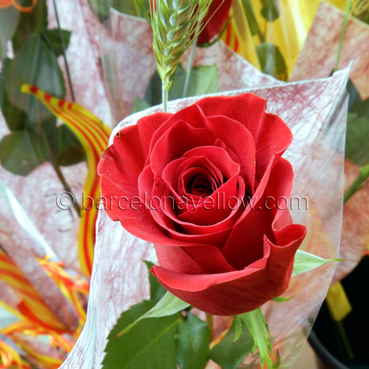 red_rose_sant_jordi_barcelona